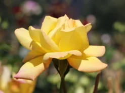 Edelrose 'Gloria Dei' / 'Peace' -Deutschland Garten Funk Verkaufs-Shop edelrose gloria dei peace m002994 w 2