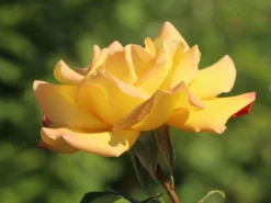 Edelrose 'Gloria Dei' / 'Peace' -Deutschland Garten Funk Verkaufs-Shop edelrose gloria dei peace m002994 w 3