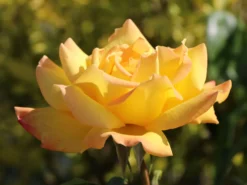 Edelrose 'Gloria Dei' / 'Peace' -Deutschland Garten Funk Verkaufs-Shop edelrose gloria dei peace m002994 w 4