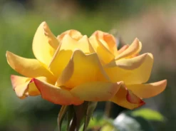 Edelrose 'Gloria Dei' / 'Peace' -Deutschland Garten Funk Verkaufs-Shop edelrose gloria dei peace m002994 w 5