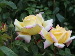 Edelrose 'Gloria Dei' / 'Peace' -Deutschland Garten Funk Verkaufs-Shop edelrose gloria dei peace m002994 w 6