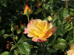 Edelrose 'Gloria Dei' / 'Peace' -Deutschland Garten Funk Verkaufs-Shop edelrose gloria dei peace m002994 w 7