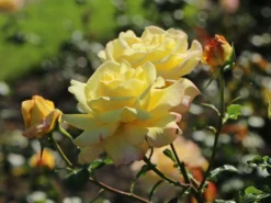 Edelrose 'Gloria Dei' / 'Peace' -Deutschland Garten Funk Verkaufs-Shop edelrose gloria dei peace m002994 w 8