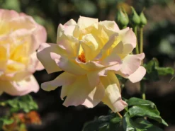 Edelrose 'Gloria Dei' / 'Peace' -Deutschland Garten Funk Verkaufs-Shop edelrose gloria dei peace m002994 w 9