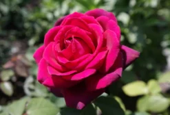 Edelrose Parfuma ® 'Gräfin Diana' ® -Deutschland Garten Funk Verkaufs-Shop edelrose graefin diana m056577 476369 0