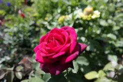 Edelrose Parfuma ® 'Gräfin Diana' ® -Deutschland Garten Funk Verkaufs-Shop edelrose graefin diana m056577 476369 1