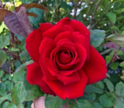 Edelrose 'Grande Amore' ® -Deutschland Garten Funk Verkaufs-Shop edelrose grande amore m006032 604295 0