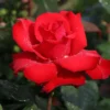 Edelrose 'Grande Amore' ®