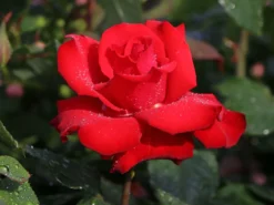 Edelrose 'Grande Amore' ®