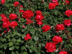 Edelrose 'Grande Amore' ® -Deutschland Garten Funk Verkaufs-Shop edelrose grande amore m006032 w 0
