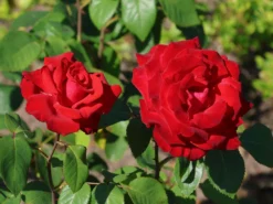 Edelrose 'Grande Amore' ® -Deutschland Garten Funk Verkaufs-Shop edelrose grande amore m006032 w 1