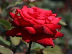 Edelrose 'Grande Amore' ® -Deutschland Garten Funk Verkaufs-Shop edelrose grande amore m006032 w 3