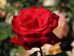 Edelrose 'Grande Amore' ® -Deutschland Garten Funk Verkaufs-Shop edelrose grande amore m006032 w 4