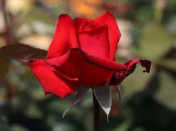 Edelrose 'Grande Amore' ® -Deutschland Garten Funk Verkaufs-Shop edelrose grande amore m006032 w 5