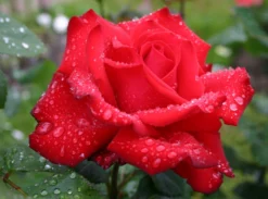 Edelrose 'Grande Amore' ® -Deutschland Garten Funk Verkaufs-Shop edelrose grande amore m006032 w 6