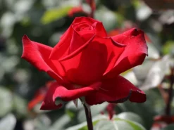 Edelrose 'Grande Amore' ® -Deutschland Garten Funk Verkaufs-Shop edelrose grande amore m006032 w 7