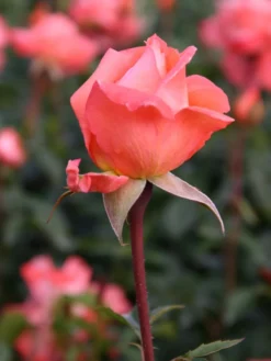 Edelrose 'Hamburger Deern' ® 10 Edelrose 'Hamburger Deern' ® -Deutschland Garten Funk Verkaufs-Shop edelrose hamburger deern m003496 w 1