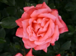 Edelrose 'Hamburger Deern' ® 11 Edelrose 'Hamburger Deern' ® -Deutschland Garten Funk Verkaufs-Shop edelrose hamburger deern m003496 w 2