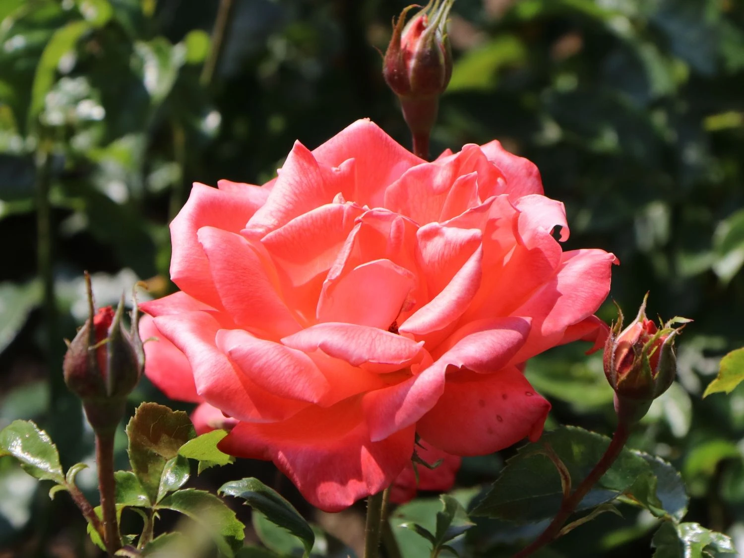 Edelrose 'Hamburger Deern' ® 6 Edelrose 'Hamburger Deern' ® – Bild 6