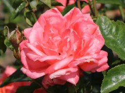 Edelrose 'Hamburger Deern' ® 12 Edelrose 'Hamburger Deern' ® -Deutschland Garten Funk Verkaufs-Shop edelrose hamburger deern m003496 w 4