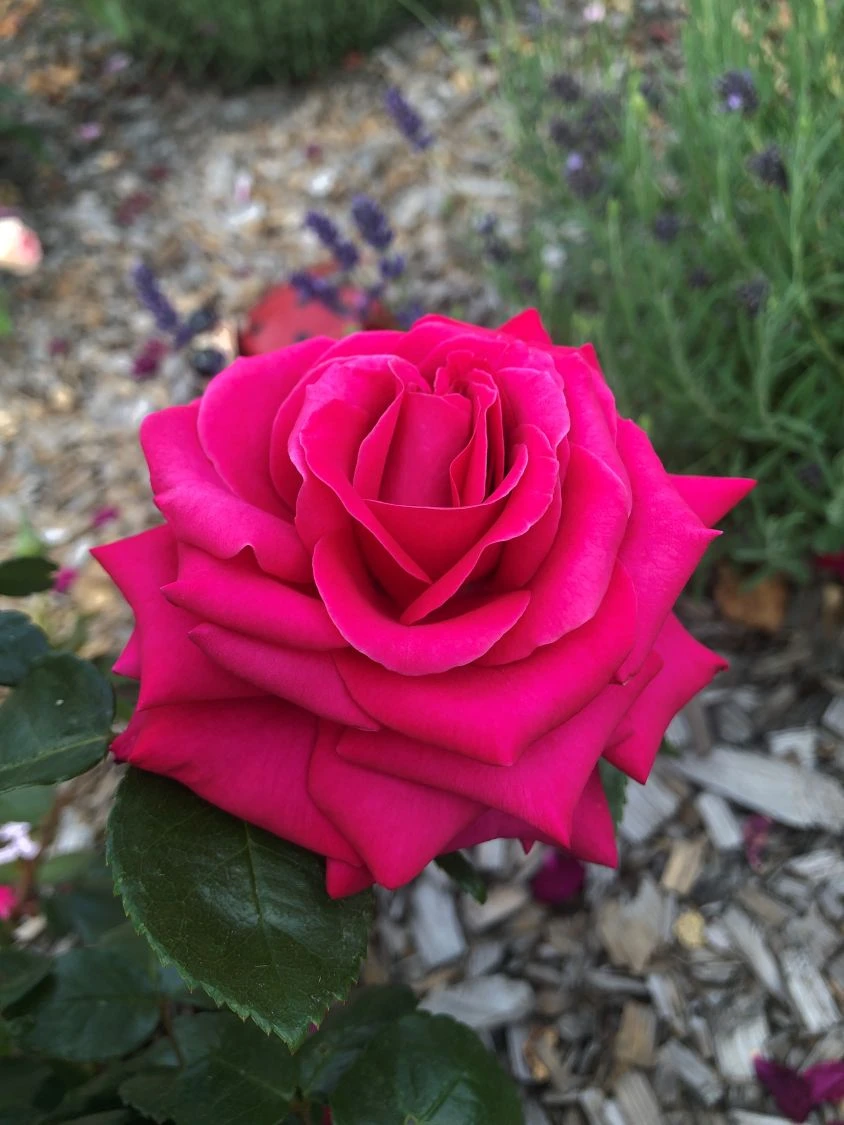 Edelrose 'Hot Lady' ® 5 Edelrose 'Hot Lady' ® – Bild 5