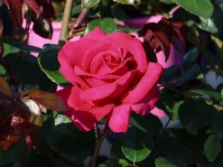 Edelrose 'Hot Lady' ®