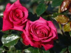 Edelrose 'Hot Lady' ® 7 Edelrose 'Hot Lady' ® -Deutschland Garten Funk Verkaufs-Shop edelrose hot lady m113608 w 1