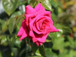Edelrose 'Hot Lady' ® 8 Edelrose 'Hot Lady' ® -Deutschland Garten Funk Verkaufs-Shop edelrose hot lady m113608 w 2