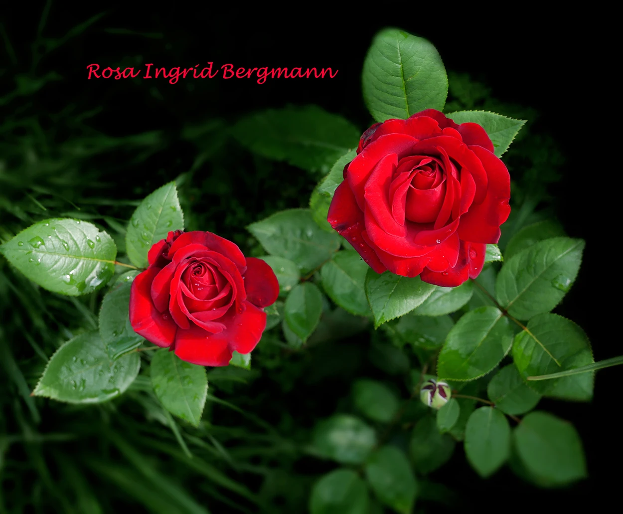 Edelrose 'Ingrid Bergman' ® 12 Edelrose 'Ingrid Bergman' ® – Bild 12