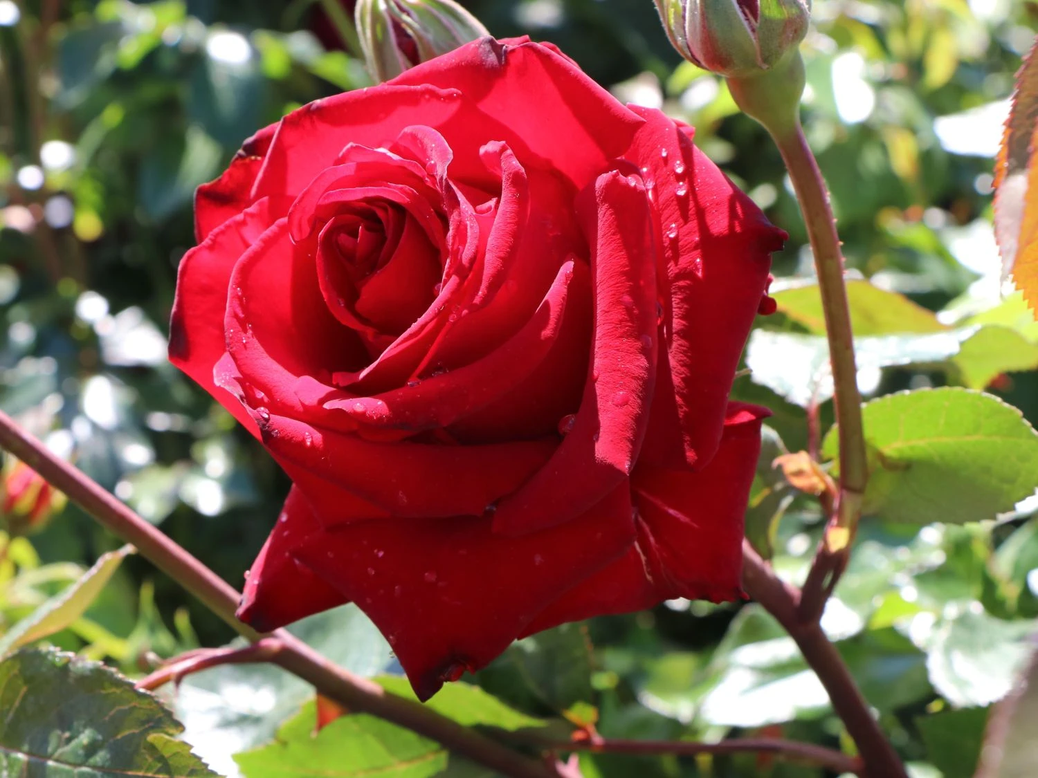 Edelrose 'Ingrid Bergman' ® 7 Edelrose 'Ingrid Bergman' ® – Bild 7