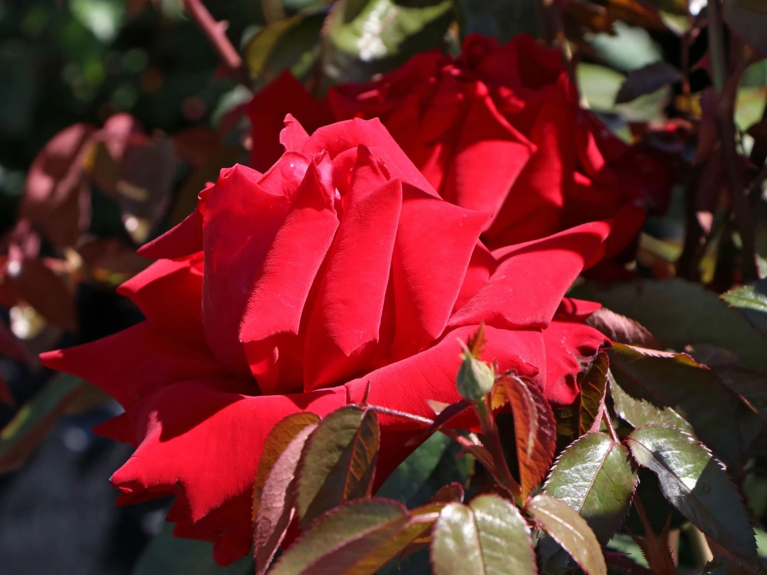 Edelrose 'Ingrid Bergman' ® 6 Edelrose 'Ingrid Bergman' ® – Bild 6