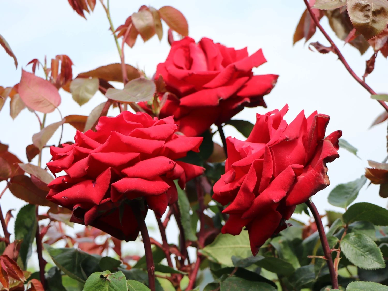 Edelrose 'Ingrid Bergman' ® 4 Edelrose 'Ingrid Bergman' ® – Bild 4