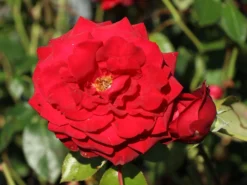 Edelrose 'Ingrid Bergman' ® 23 Edelrose 'Ingrid Bergman' ® -Deutschland Garten Funk Verkaufs-Shop edelrose ingrid bergmann m003498 w 5