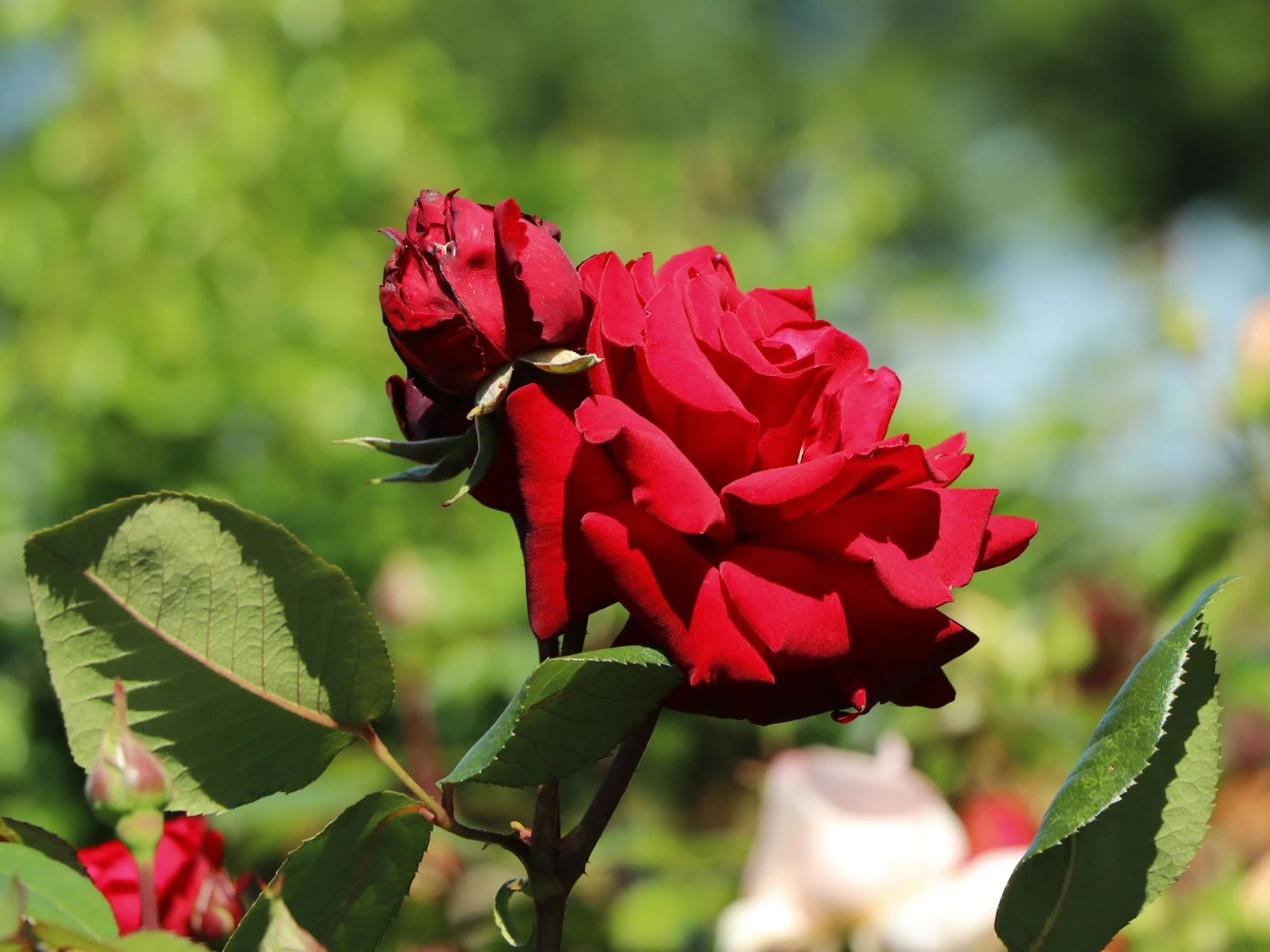 Edelrose 'Ingrid Bergman' ® 5 Edelrose 'Ingrid Bergman' ® – Bild 5