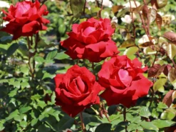 Edelrose 'Ingrid Bergman' ® 16 Edelrose 'Ingrid Bergman' ® -Deutschland Garten Funk Verkaufs-Shop edelrose ingrid bergmann m003498 w 8