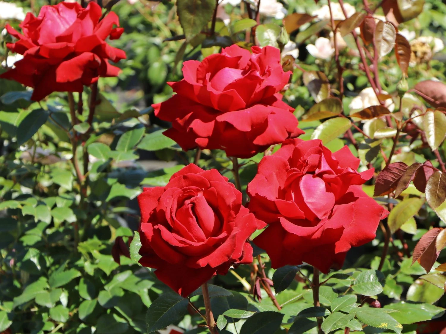 Edelrose 'Ingrid Bergman' ® 3 Edelrose 'Ingrid Bergman' ® – Bild 3