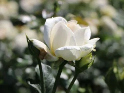 Edelrose 'Irina' ® -Deutschland Garten Funk Verkaufs-Shop edelrose irina m101987 w 2