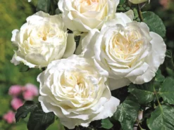 Edelrose 'Irina' ® -Deutschland Garten Funk Verkaufs-Shop edelrose irina m101987 w 4