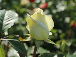 Edelrose 'Irina' ® -Deutschland Garten Funk Verkaufs-Shop edelrose irina m101987 w 5