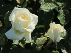 Edelrose 'Irina' ® -Deutschland Garten Funk Verkaufs-Shop edelrose irina m101987 w 6