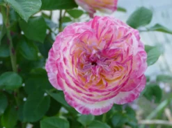 Edelrose 'Kordes Jubilee' -Deutschland Garten Funk Verkaufs-Shop edelrose kordes jubilee m056554 577963 0