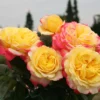 Edelrose 'Kordes Jubilee'