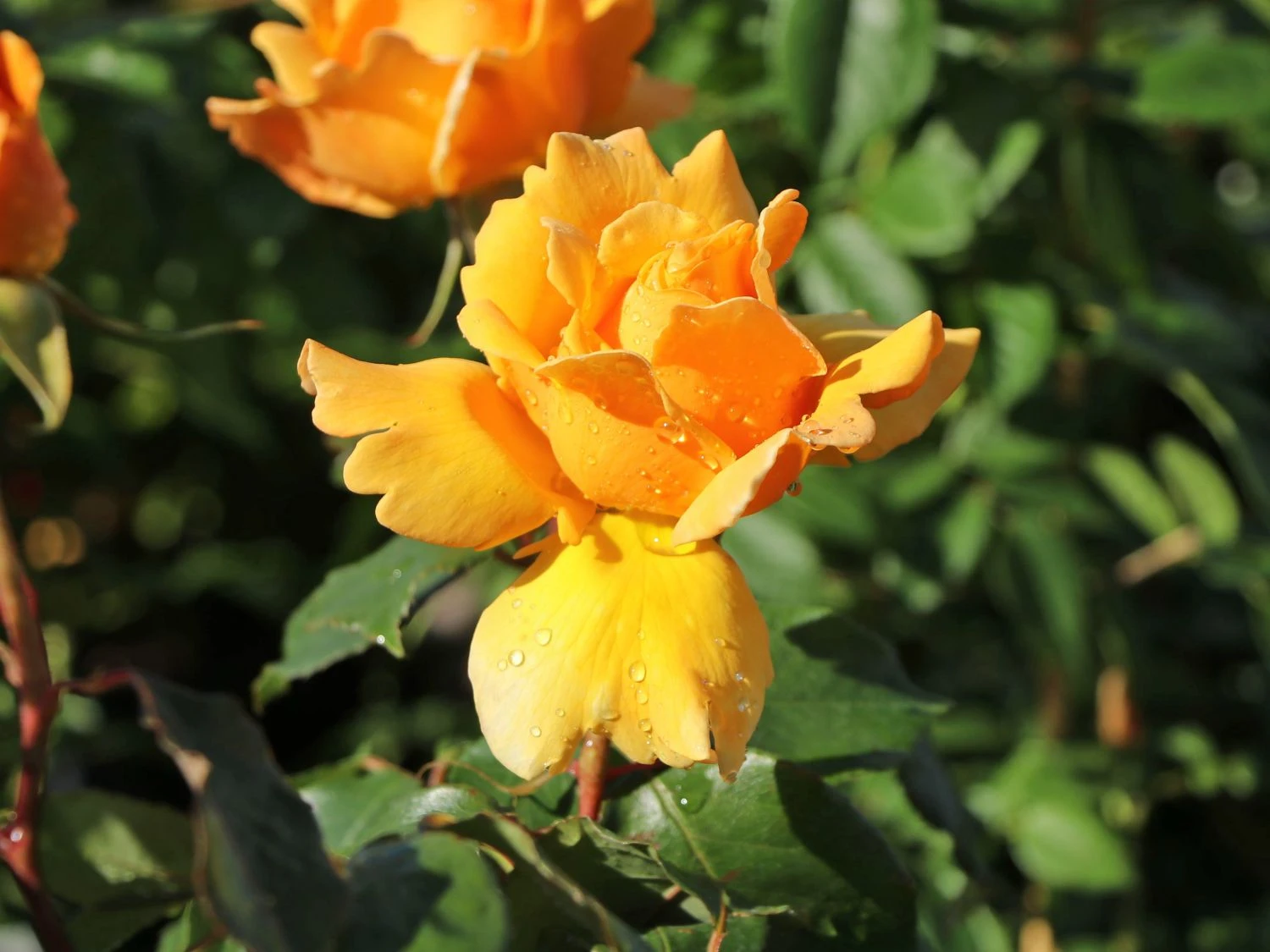 Edelrose 'Kupferkönigin' ® 1 Edelrose 'Kupferkönigin' ®