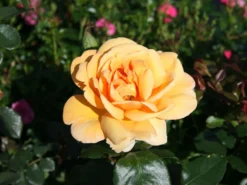 Edelrose 'Kupferkönigin' ® 5 Edelrose 'Kupferkönigin' ® -Deutschland Garten Funk Verkaufs-Shop edelrose kupferkoenigin m006056 w 0