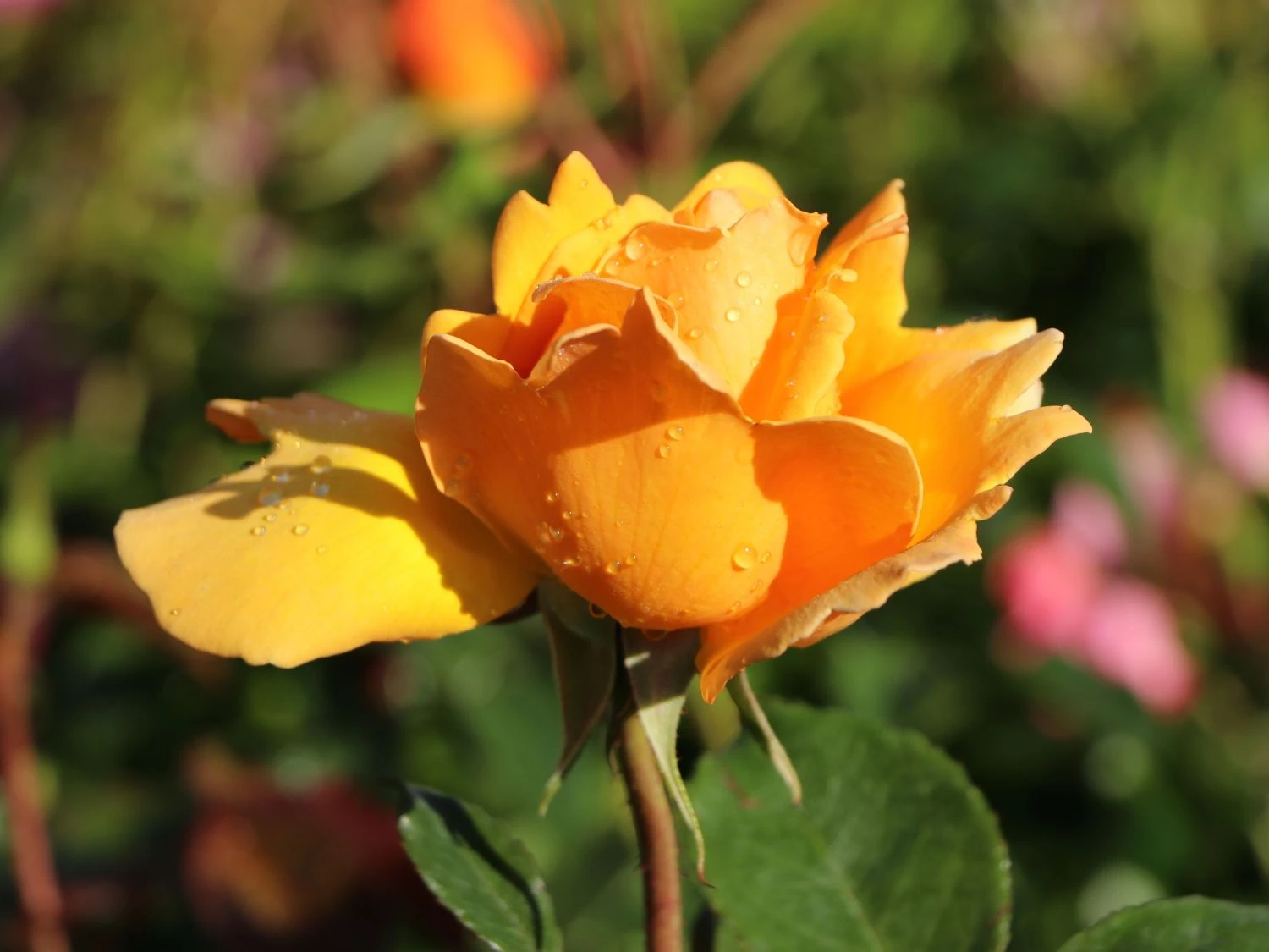 Edelrose 'Kupferkönigin' ® 2 Edelrose 'Kupferkönigin' ® – Bild 2