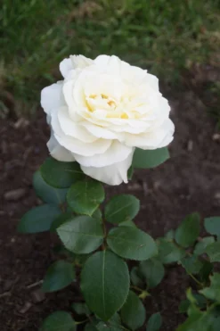 Edelrose 'La Perla' ® -Deutschland Garten Funk Verkaufs-Shop edelrose la perla m046744 957317 0