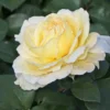 Edelrose 'La Perla' ®