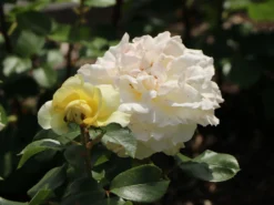 Edelrose 'La Perla' ® -Deutschland Garten Funk Verkaufs-Shop edelrose la perla m046744 w 1