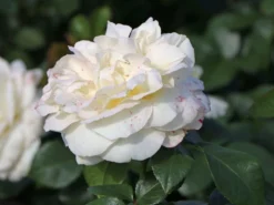 Edelrose 'La Perla' ® -Deutschland Garten Funk Verkaufs-Shop edelrose la perla m046744 w 2