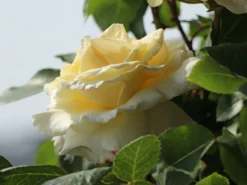 Edelrose 'La Perla' ® -Deutschland Garten Funk Verkaufs-Shop edelrose la perla m046744 w 3